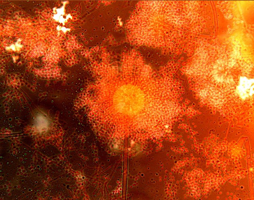 Mosaic - Carol Collins